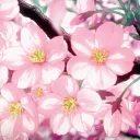 Icône du serveur 𝑳𝒐𝒌𝒊 🌸