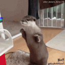 Icône du serveur L'Empire Des Loutres 🦦