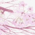 Icône du serveur {SoL} Sakura of Liberty