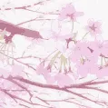 Icône du serveur {SoL} Sakura of Liberty