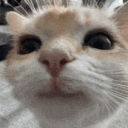 Icône du serveur Chats