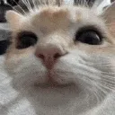 Icône du serveur Chats