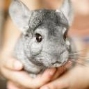 Icône du serveur Les chinchillas