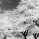 Icône du serveur Synapse Dream