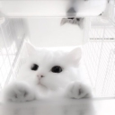 Icône du serveur 𝐊𝐈𝐑𝐎 𝐒𝐄𝐑𝐕𝐄𝐑 ☁🌷☁