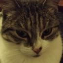 Icône du serveur Nuage・🐈