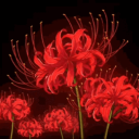 Icône du serveur 🥀 ﹒ 𝑨kii x O'tacos あきい