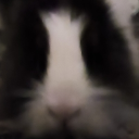 Icône du serveur [FR] le club des lapins =)