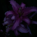 Icône du serveur ⋆. 𐙚 ˚𝐴𝑞𝑢𝑎𝑙𝑖𝑠