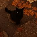 Icône du serveur ◦•●❤♡ Sakura Vibes ♡❤●•◦