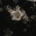 Icône du serveur 𝐘𝐨𝐫𝐢̈