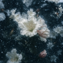 Icône du serveur 𝐘𝐨𝐫𝐢̈