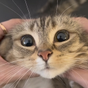 Icône du serveur ᶻ 𝗓 𐰁 : dis coffee cat place