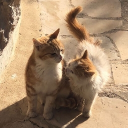 Icône du serveur 🏠 • wob's home