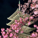 Icône du serveur 𝐘𝐮𝐧𝐚 #🇵🇸