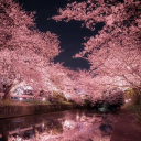 Icône du serveur 🌸~Jardin Sakura~🌸