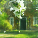 Icône du serveur ◜𝐍𝐄𝐗𝐈𝐓𝐇 ✦ 𝐀𝐒𝐒𝐄𝐌𝐁𝐋𝐘 ◞