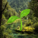 Icône du serveur Les Petits Vegans 🌱