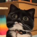 Icône du serveur meow