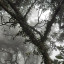 Icône du serveur adae