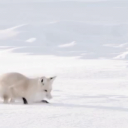 Icône du serveur adae