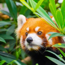 Icône du serveur La Chasse au Panda