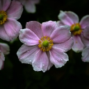 Icône du serveur Les plumes - Atelier littéraire
