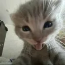 Icône du serveur Gacha miaou 🐈🐱
