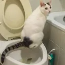 Icône du serveur Miaou