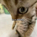 Icône du serveur 𝓛𝓮𝓼 𝓰𝓮𝓷𝓼 𝓪𝓵𝓮𝓪𝓽𝓸𝓲𝓻𝓮𝓼