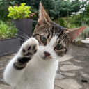 Icône du serveur Le culte du Chat