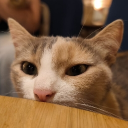Icône du serveur Le culte du Chat