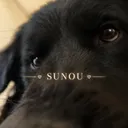 Icône du serveur •SUNOU•