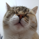 Icône du serveur La cave du vieux chat