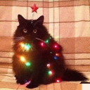 Icône du serveur Bazar Chill 🗿