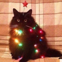 Icône du serveur Bazar Chill 🗿