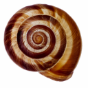 Icône du serveur Mollusqua