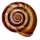 Icône du serveur Mollusqua