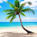 Icône du serveur 🌴 𝕋ℝ𝕆ℙ𝕀ℂ ℙ𝕌𝔹𝕃𝕀ℂ𝕀𝕋𝕐 🌺