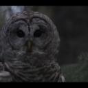 Icône du serveur #TeamHibou