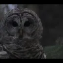 Icône du serveur #TeamHibou