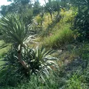 Icône du serveur Gloire au Plantes !