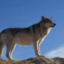 Icône du serveur le royaume des loup