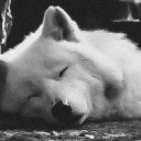 Icône du serveur 🐺 · WOLFY WORLD'S