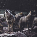 Icône du serveur 🐺~Caverne Des Loups~🐺