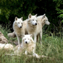 Icône du serveur 🐺~Caverne Des Loups~🐺