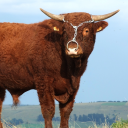 Icône du serveur Animaux