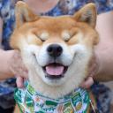 Icône du serveur FAN DE CHIENS