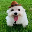 Icône du serveur ˚ Chill Coffee・