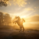 Icône du serveur Red Dead Redemption FR